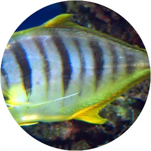Golden trevally