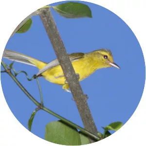 Golden vireo