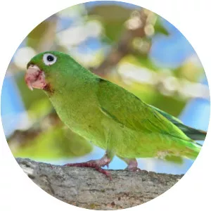 Golden-winged parakeet - Birds