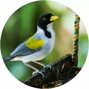 Golden-winged sparrow - Bird