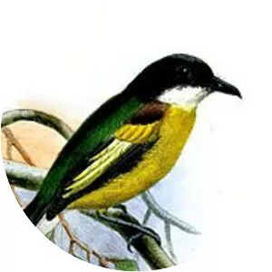 Golden-winged tody-flycatcher