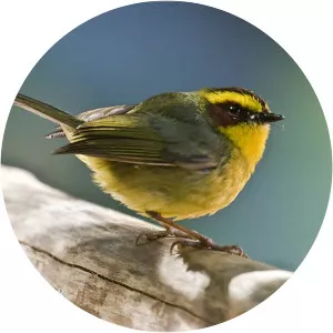 Golden-browed warbler - Bird