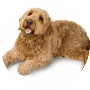 Goldendoodle
