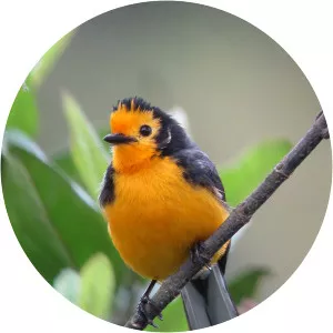 Golden-fronted whitestart