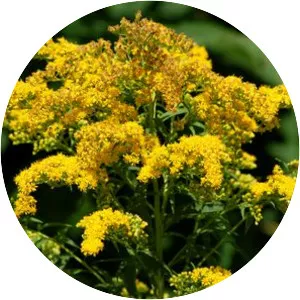 Goldenrod