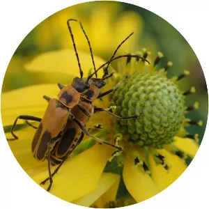 Goldenrod soldier beetle