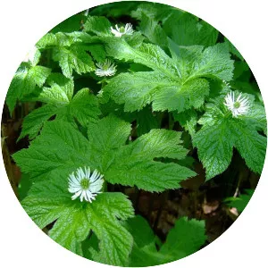 Goldenseal - Plants