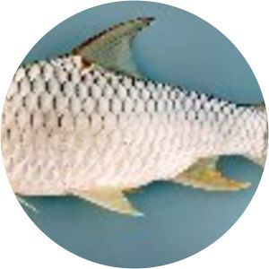 Goldfin tinfoil barb - 