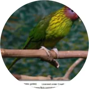 Goldie's lorikeet