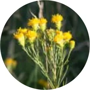 Goldilocks aster