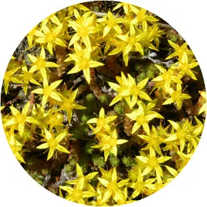Goldmoss stonecrop