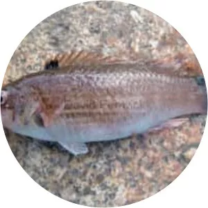 Goldsinny wrasse - Fish