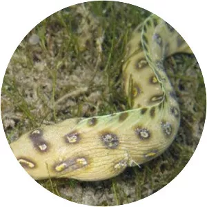 Goldspotted eel