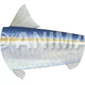 Goldstripe sardinella