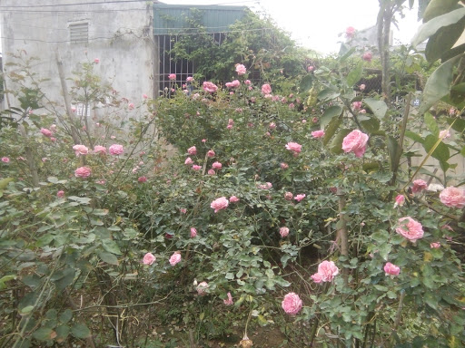 Golf Balls Hien Dinh Hoa .Hoa.