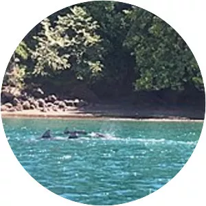 Golfo Dulce, Costa Rica - 