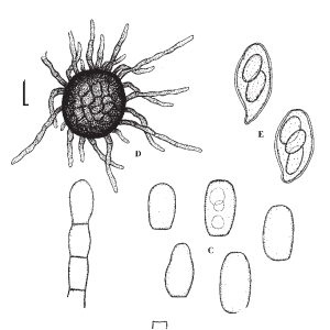 Golovinomyces orontii - 