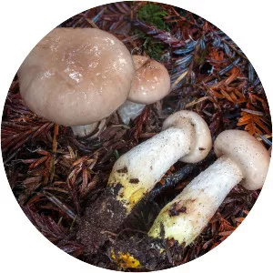 Gomphidius oregonensis