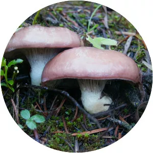 Gomphidius subroseus