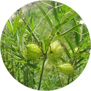 Gomphocarpus fruticosus