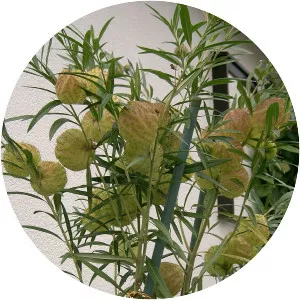 Gomphocarpus physocarpus