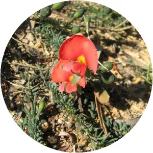 Gompholobium ecostatum