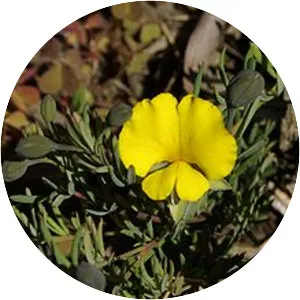 Gompholobium huegelii