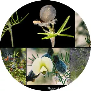 Gompholobium tomentosum - 