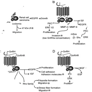 Gonadotropin-releasing hormone receptor - Protein