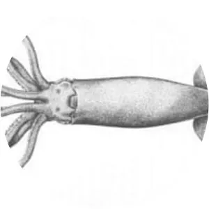 Gonatus fabricii - Animal