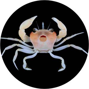 Goneplacoidea - Animal