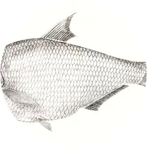 Gonialosa