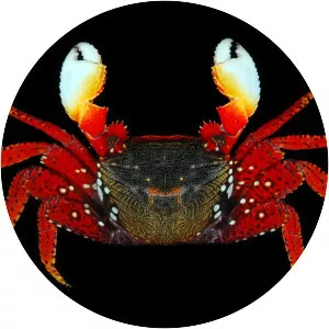 Goniopsis cruentata - 