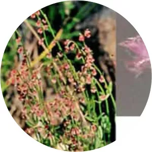 Gonocarpus tetragynus - 