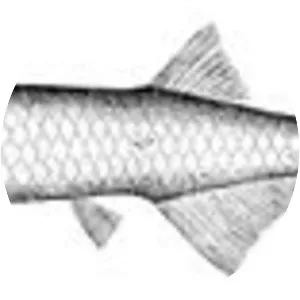 Gonostoma denudatum