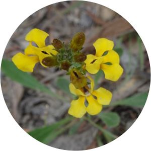 Goodenia bellidifolia - 