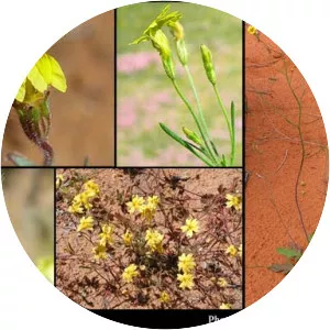 Goodenia berardiana - 