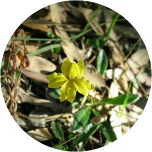 Goodenia blackiana - 