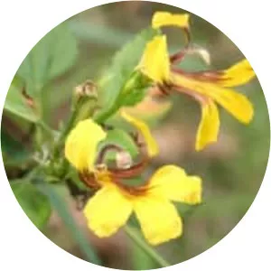 Goodenia grandiflora - 
