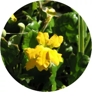 Goodenia hederacea - 