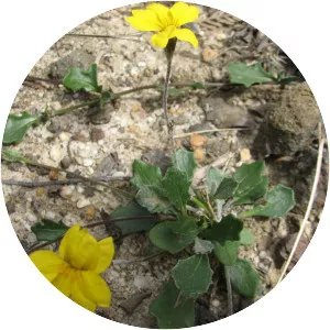 Goodenia lanata - 
