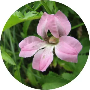 Goodenia macmillanii - 