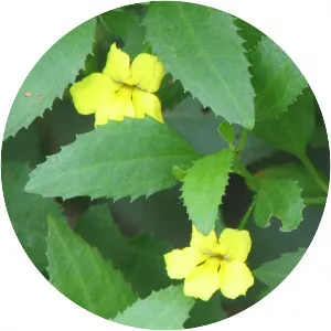 Goodenia ovata - 
