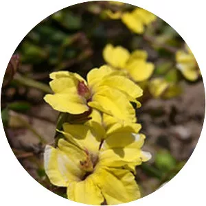 Goodenia paniculata