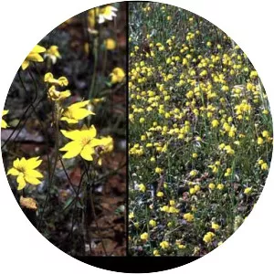 Goodenia pinnatifida - 