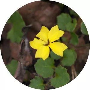 Goodenia rotundifolia - 