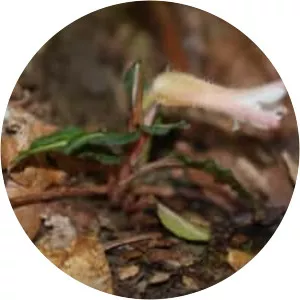 Goodyera biflora - Plants