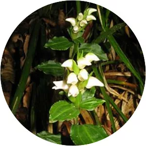 Goodyera foliosa var. laevis - 