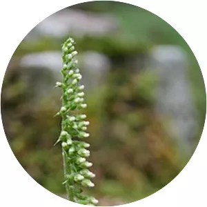 Goodyera pendula - Plants