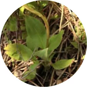 Goodyera procera